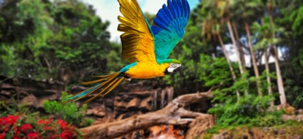 Loro Parque