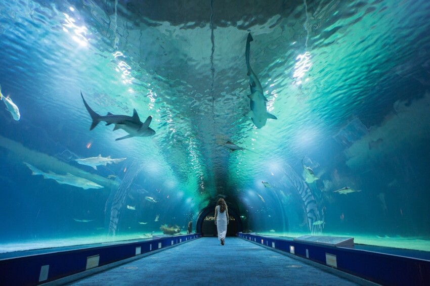 Oceanogràfic